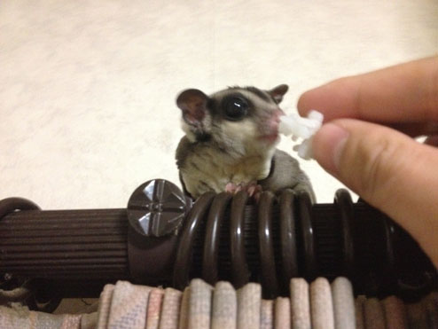 モモ太郎の食事１