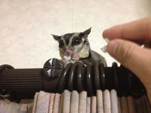 モモ太郎の食事２