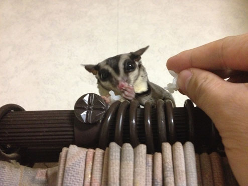 モモ太郎の食事３