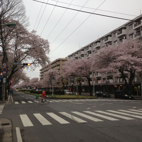 六実の桜