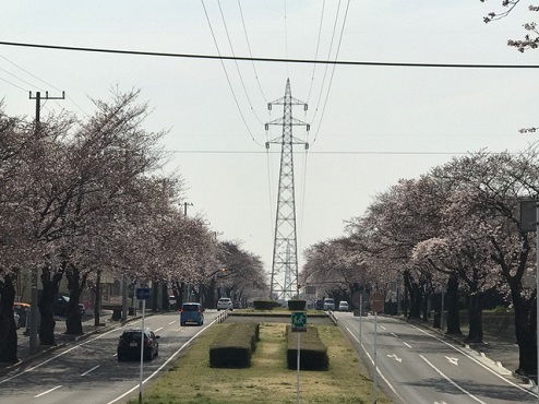 六実　桜