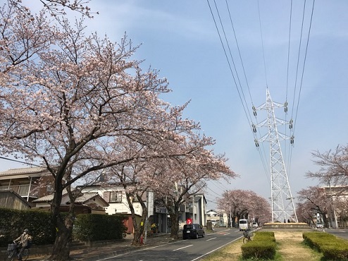 六実　桜