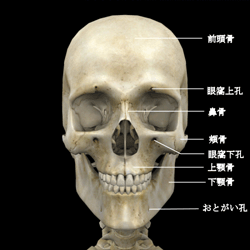 頭部の骨格