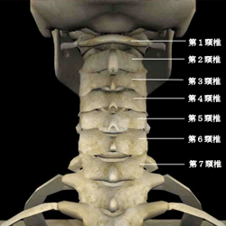 頸部の骨格
