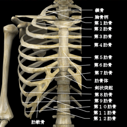 胸部（前）の骨格