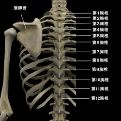 胸部（背）の骨格