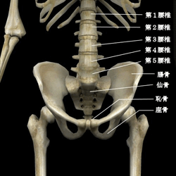 腹・腰部（前）の骨格