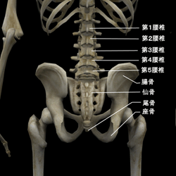腹・腰部（背）の骨格