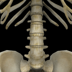 分類Ⅲ【腰椎・椎間板の問題による不調】⇒骨盤が体重を支えきれずに腰椎で体重を受けている状態