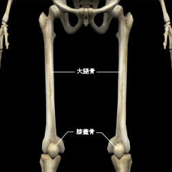 大腿部の骨格