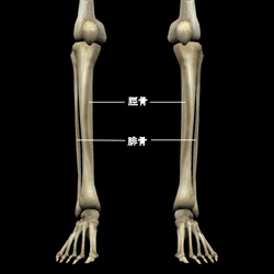 下腿部の骨格