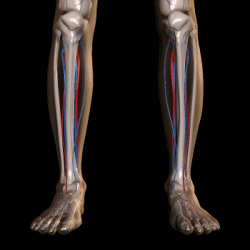 下腿部の血管