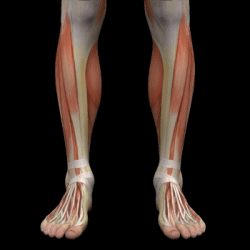 下腿部の筋肉