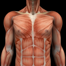胸部の筋肉