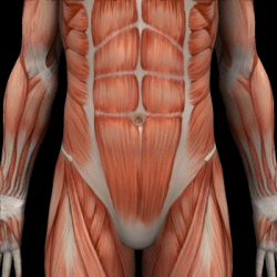 腹・腰部の筋肉