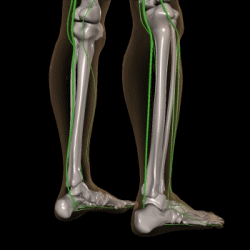 下腿部の神経