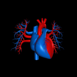 心臓部の血管
